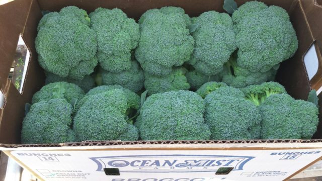 Broccoli Fiesta: description, photos, reviews