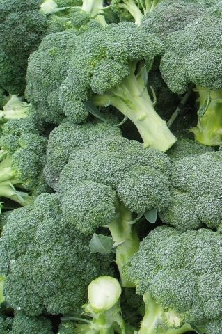 Broccoli for Siberia: the best varieties, is it possible to grow