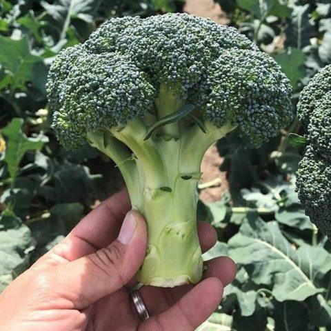 Broccoli for Siberia: the best varieties, is it possible to grow