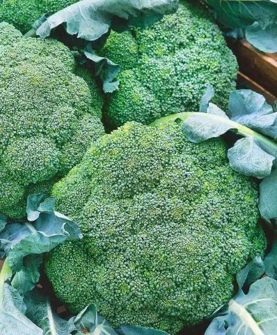 Broccoli for Siberia: the best varieties, is it possible to grow