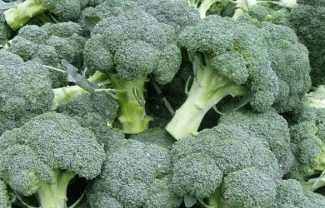 Broccoli for Siberia: the best varieties, is it possible to grow