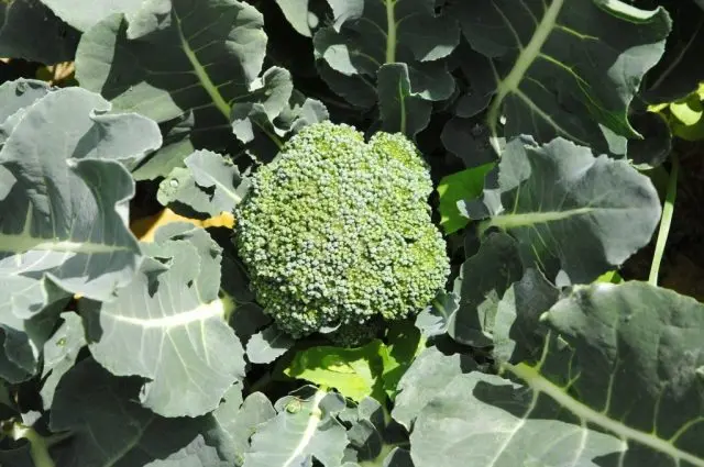 Broccoli for Siberia: the best varieties, is it possible to grow