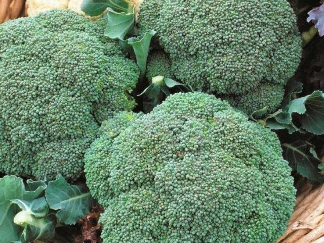 Broccoli for Siberia: the best varieties, is it possible to grow