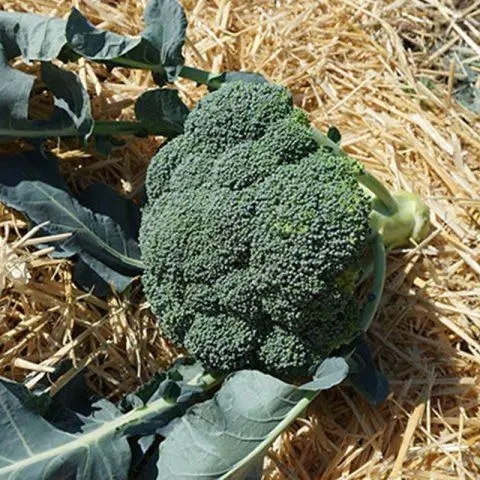 Broccoli for Siberia: the best varieties, is it possible to grow