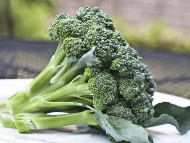 Broccoli for Siberia: the best varieties, is it possible to grow