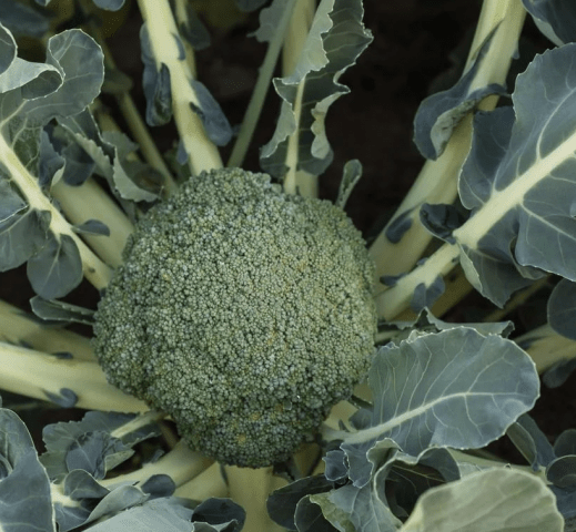 Broccoli for Siberia: the best varieties, is it possible to grow