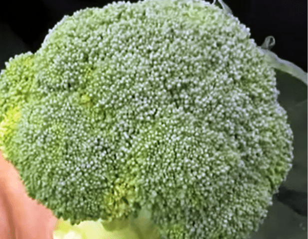 Broccoli for Siberia: the best varieties, is it possible to grow