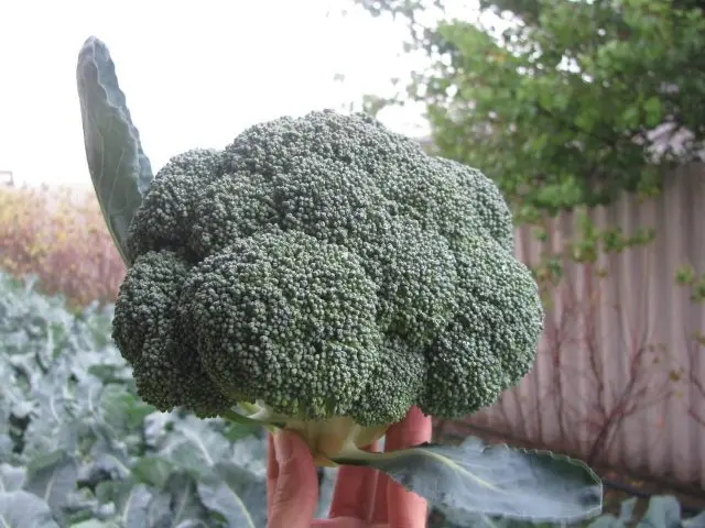 Broccoli for Siberia: the best varieties, is it possible to grow