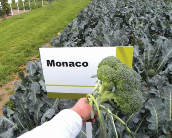 Broccoli Monaco F1: variety description, photos and reviews