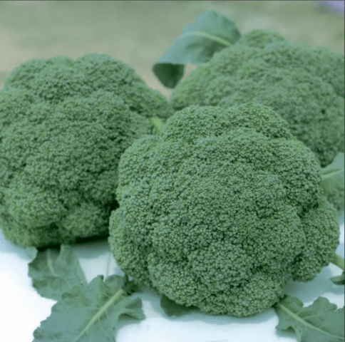 Broccoli Monaco F1: variety description, photos and reviews