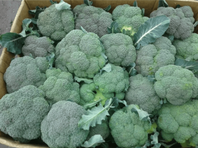 Broccoli Monaco F1: variety description, photos and reviews