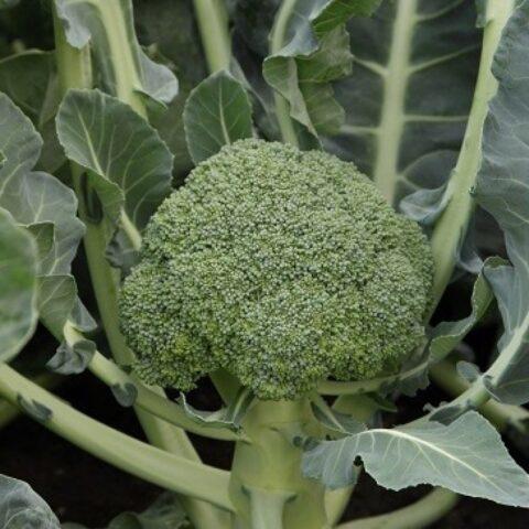 Broccoli Partenon F1: variety description, photos, reviews