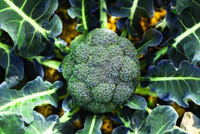 Broccoli Partenon F1: variety description, photos, reviews