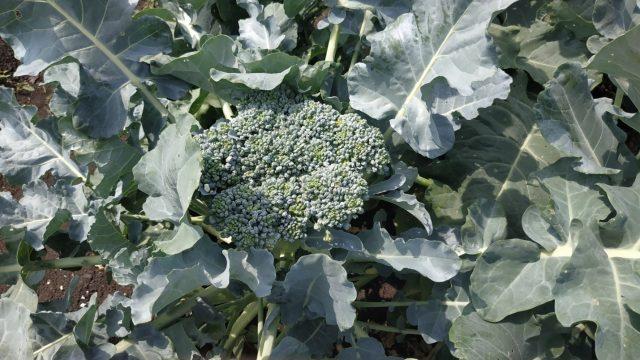 Broccoli Tonus: variety description, photos, reviews, growing from seeds