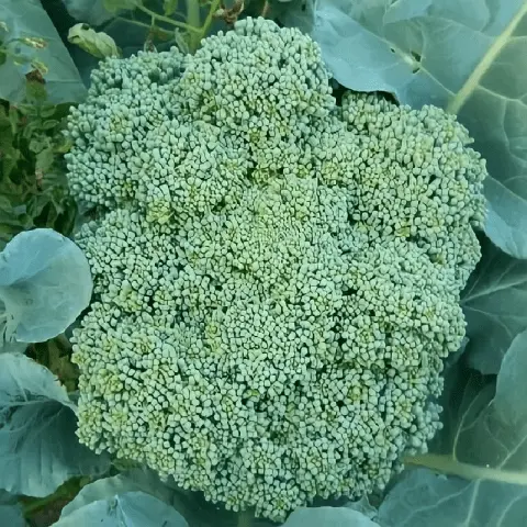 Broccoli Tonus: variety description, photos, reviews, growing from seeds