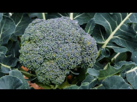 Broccoli Tonus: variety description, photos, reviews, growing from seeds