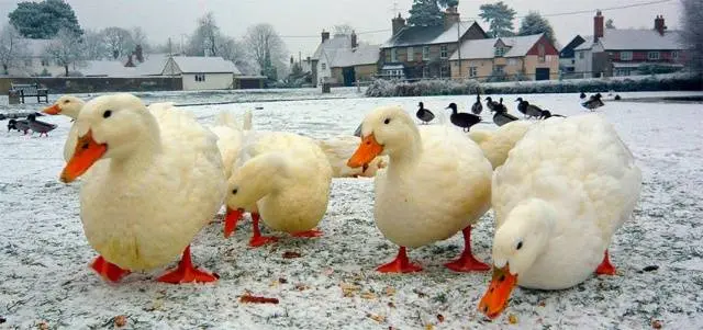 Broiler ducks: description of breeds and characteristics