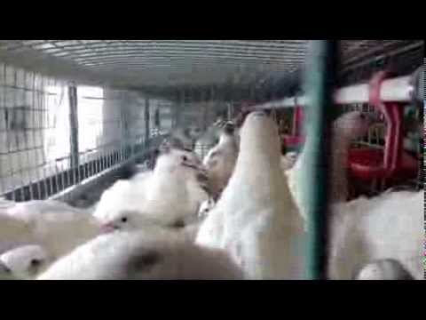 Broiler quail: productivity, maintenance 