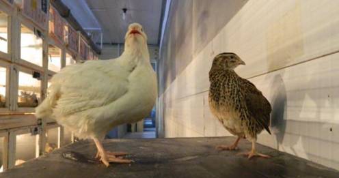 Broiler quail: productivity, maintenance 