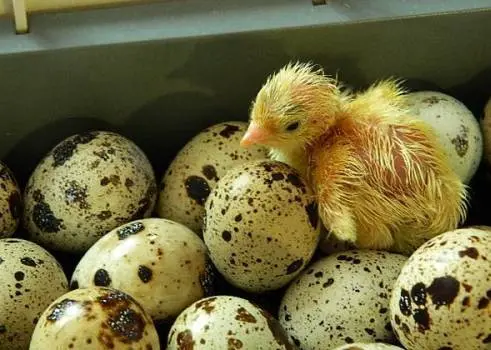 Broiler quail: productivity, maintenance 