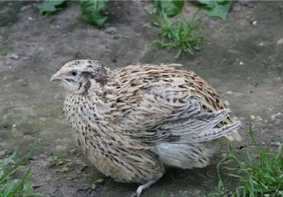 Broiler quail: productivity, maintenance 