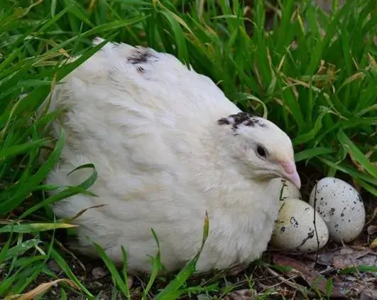 Broiler Texas quail: description, photo