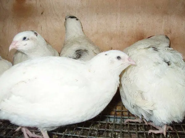 Broiler Texas quail: description, photo