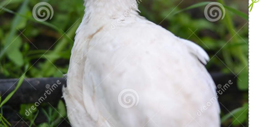 Broiler Texas quail: description, photo