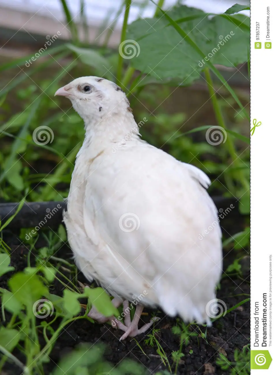 Broiler Texas quail: description, photo