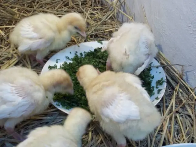 Broiler turkeys: growing at home 