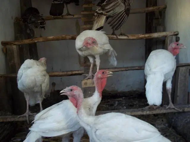 Broiler turkeys: growing at home 