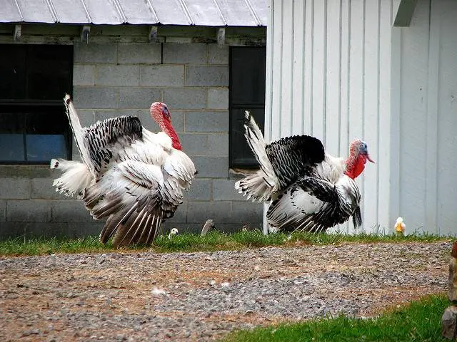 Broiler turkeys: growing at home 