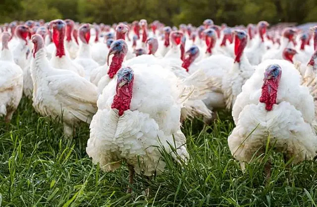 Broiler turkeys: growing at home 