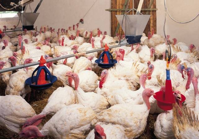 Broiler turkeys: growing at home 