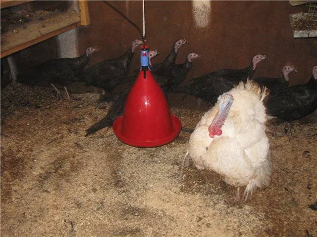 Broiler turkeys: growing at home 