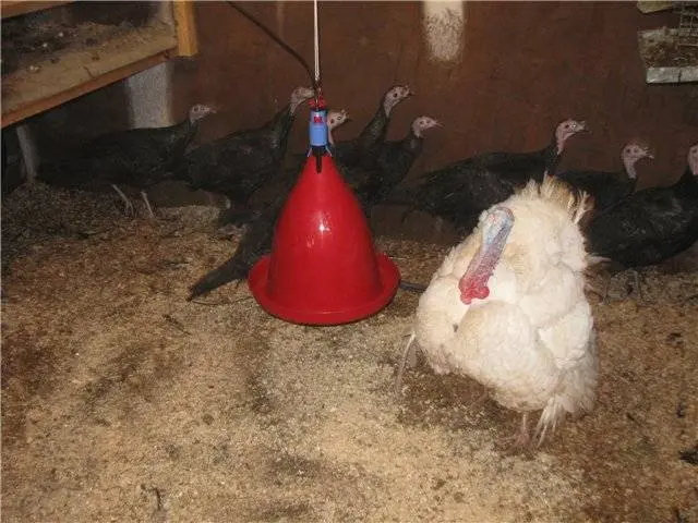 Broiler turkeys: growing at home 