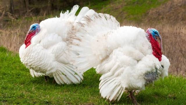 Broiler turkeys: growing at home 