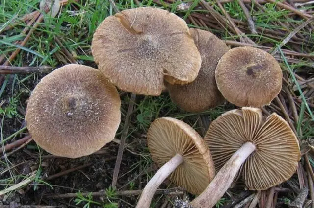 Broken fiber: edibility, description and photo