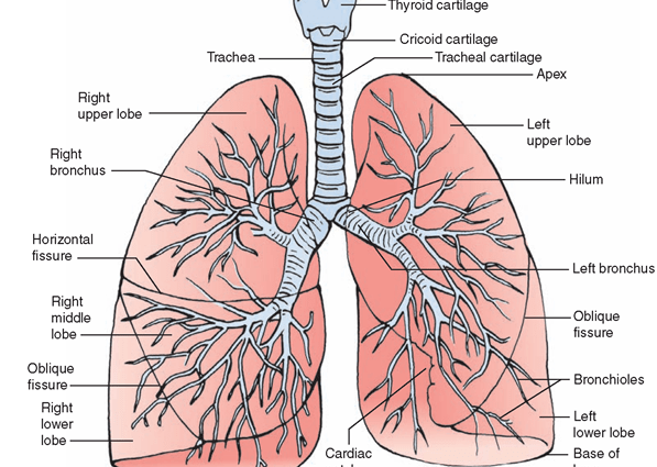 Bronchi &#8211; structure and functions. Bronchial disorders