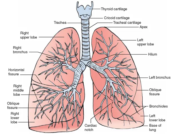 Bronchi &#8211; structure and functions. Bronchial disorders