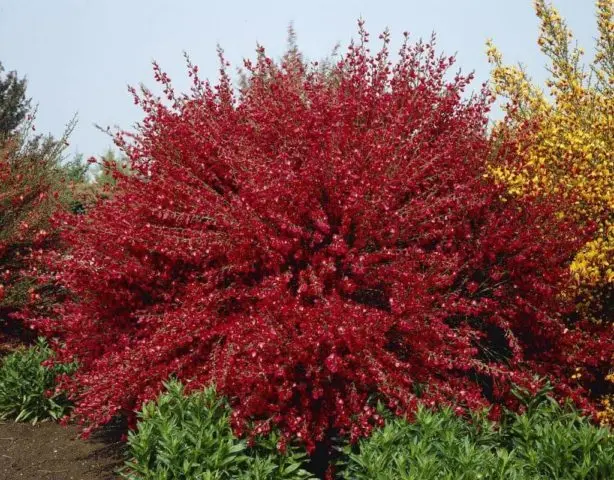 Broom Boskop Ruby: winter hardiness, planting and care, reviews