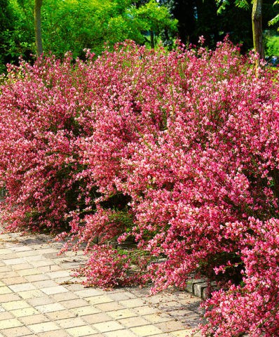 Broom Boskop Ruby: winter hardiness, planting and care, reviews