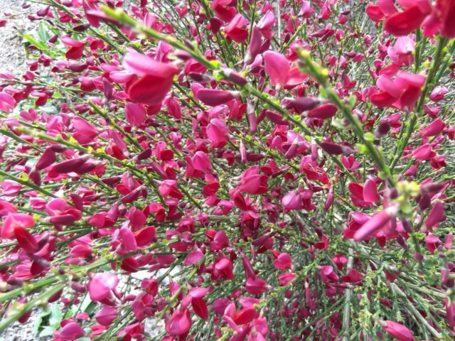 Broom Boskop Ruby: winter hardiness, planting and care, reviews