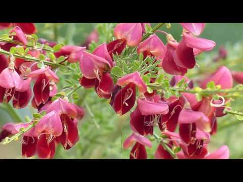 Broom early Albus: planting and care, winter hardiness