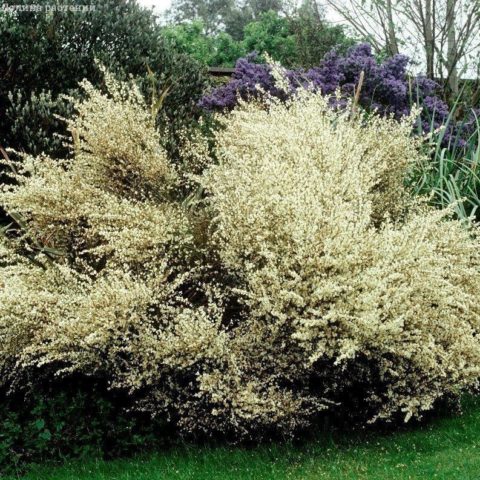 Broom early Albus: planting and care, winter hardiness