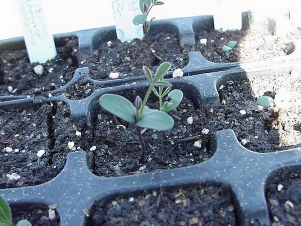 Broom early Albus: planting and care, winter hardiness