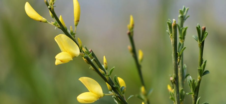 Broom early Albus: planting and care, winter hardiness