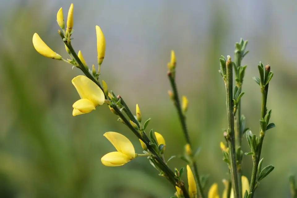 Broom early Albus: planting and care, winter hardiness