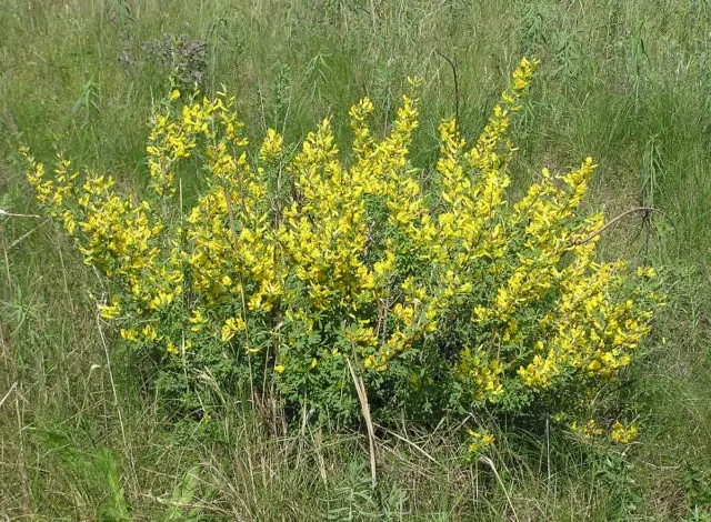 Broom: landing and care in the suburbs