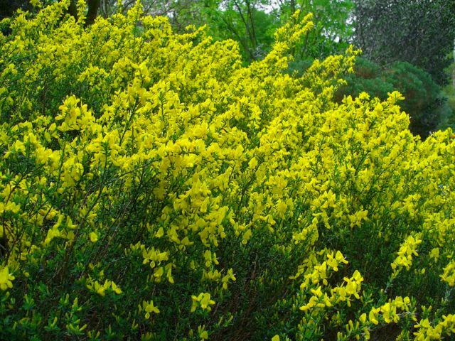 Broom: types and varieties, photos in landscape design